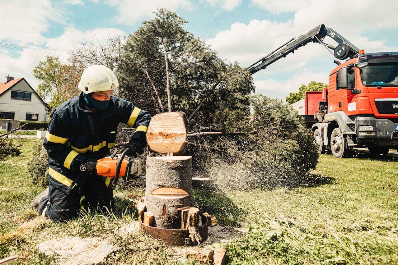 Palm Tree Trimming